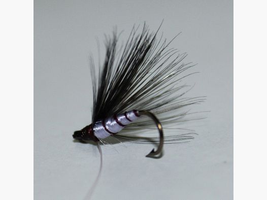 Indian Purple Fly