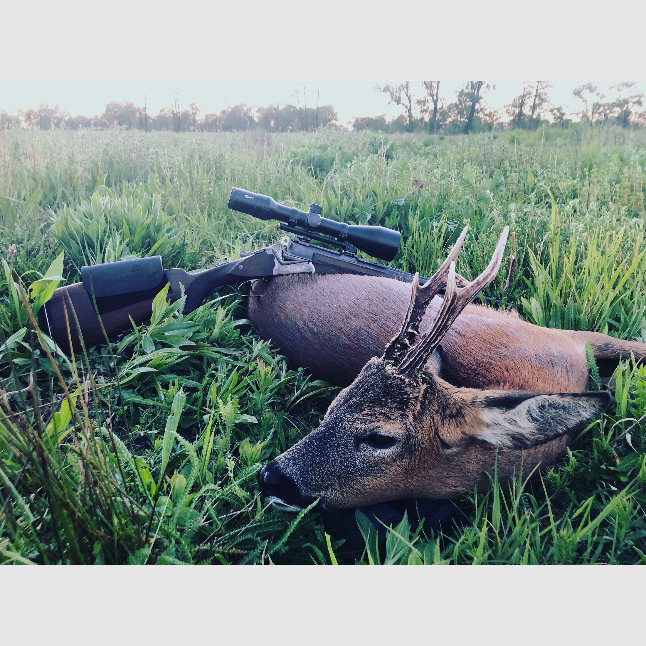 Bockbüchsflinte BBF Sauer 54 mit Meopta R1r 3-12x56 RD