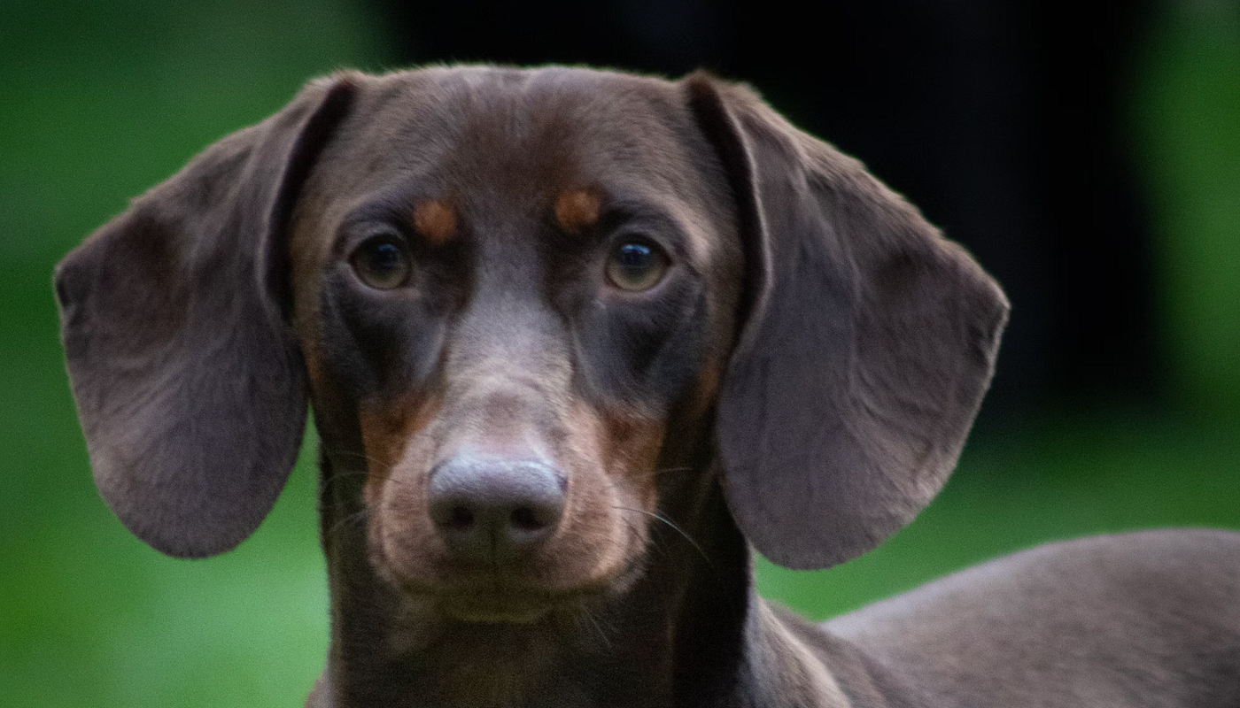 Gefährdung der Jagdhundezucht in Deutschland – Ein drohendes Ende?