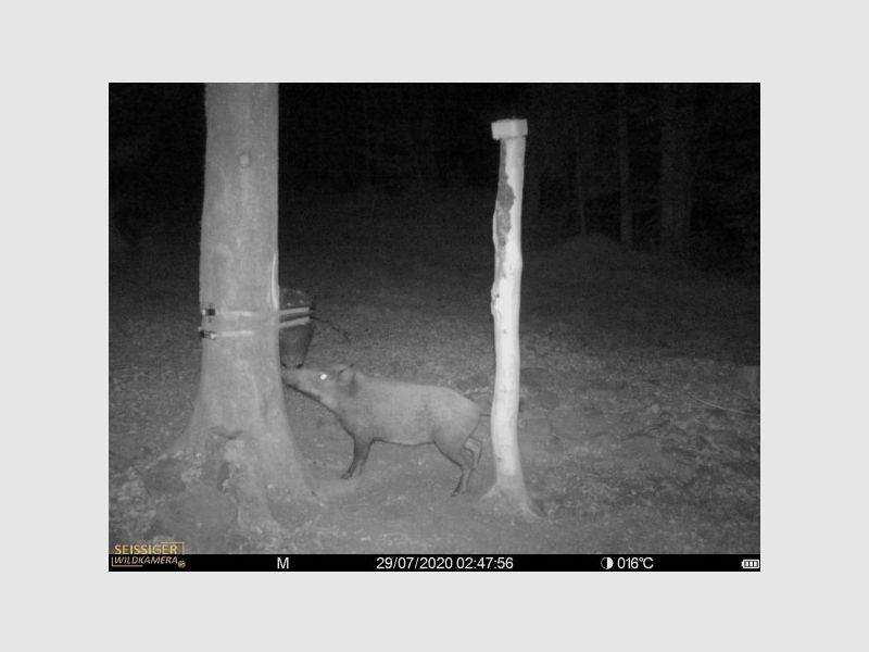 15-Liter Bait HUNTING EXPERT, image 3 of 4