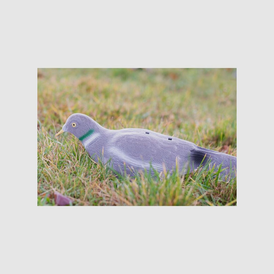 Lockvogel Taube Halbschale