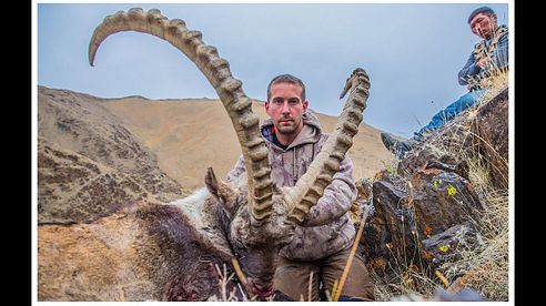 Ibex Gobi Ibex Mongolia Altai Ibex Midasian Ibex