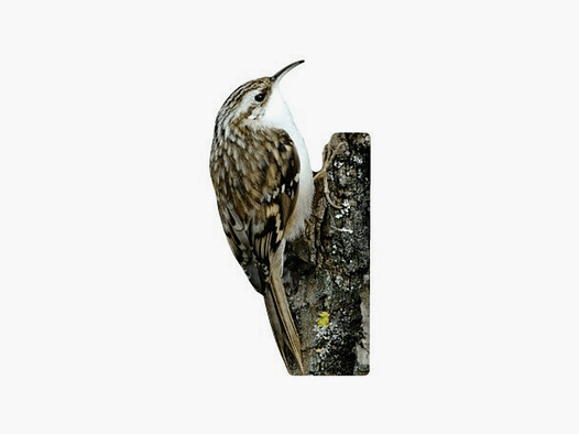 Support pour animaux de jardin