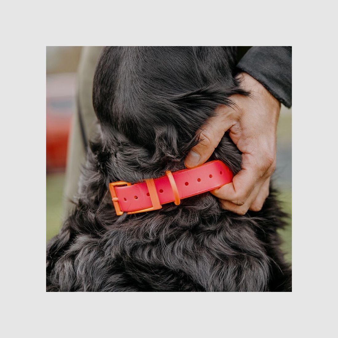 HP&G Hundehalsband 25mm Pink