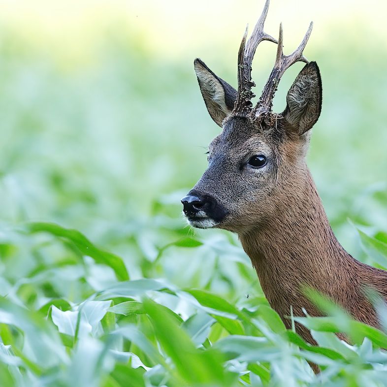 Jagd im Sommer - die beste Ausrüstung