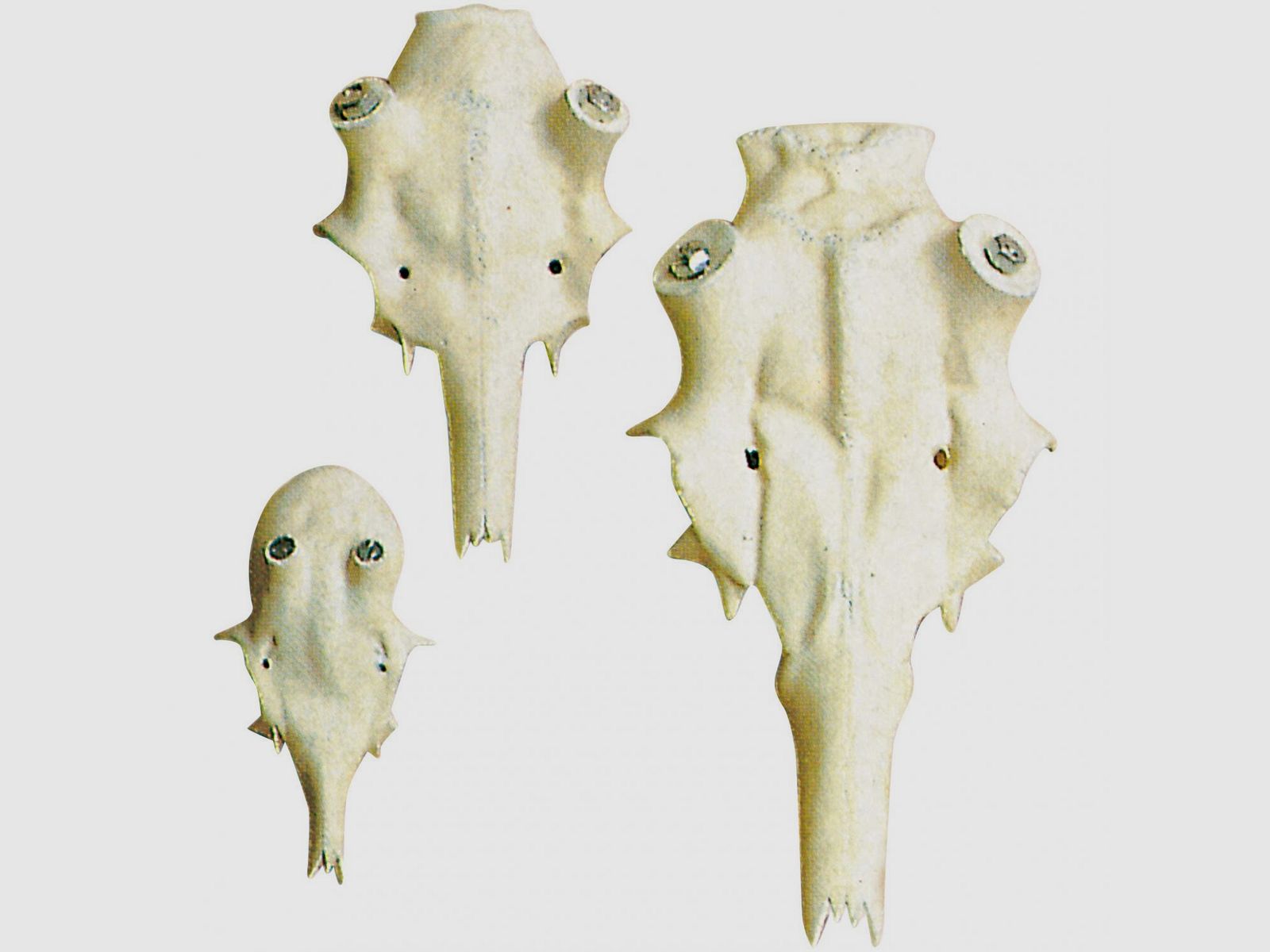 Crâne de cerf rouge (artificiel)