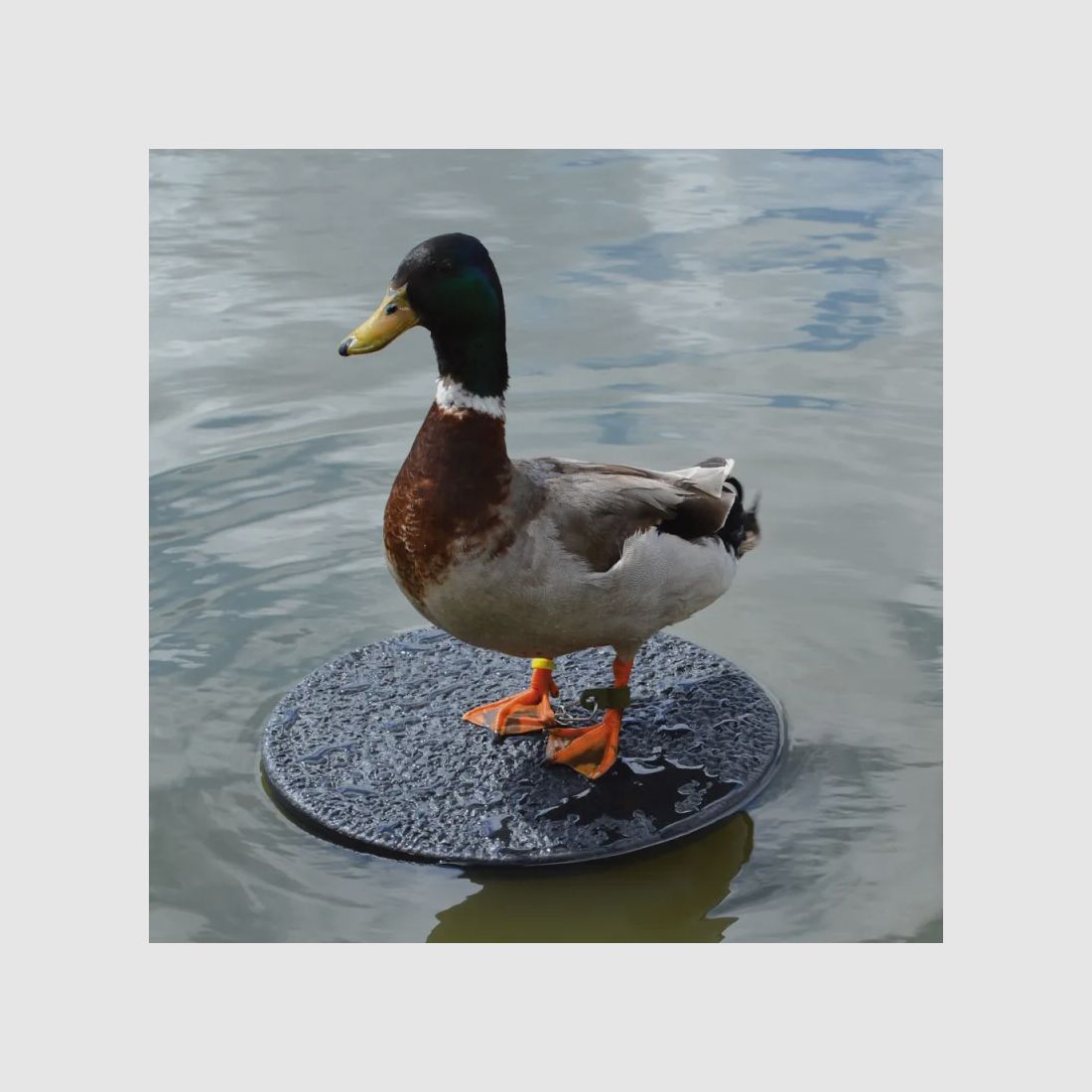 Set aus 20 Schwimmenden Lockplatten aus Kunststoff Ø 34 cm, Bild 3 von 4