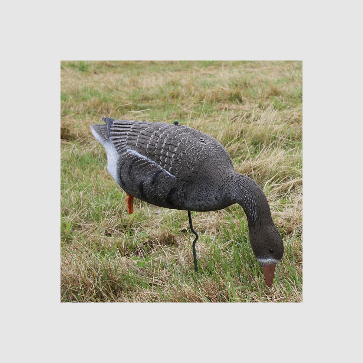 Lockvogel Blässgans