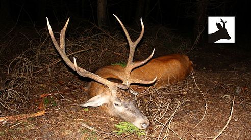 Stalking red deer during rut - Rykowisko 2017 - Hirschjagd in Polen - La chasse au cerf