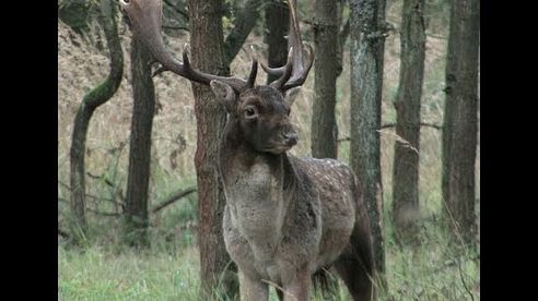 Damwild-Brunft in Schleswig-Holstein