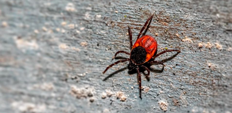 Sick from Ticks - Watch for These Symptoms!