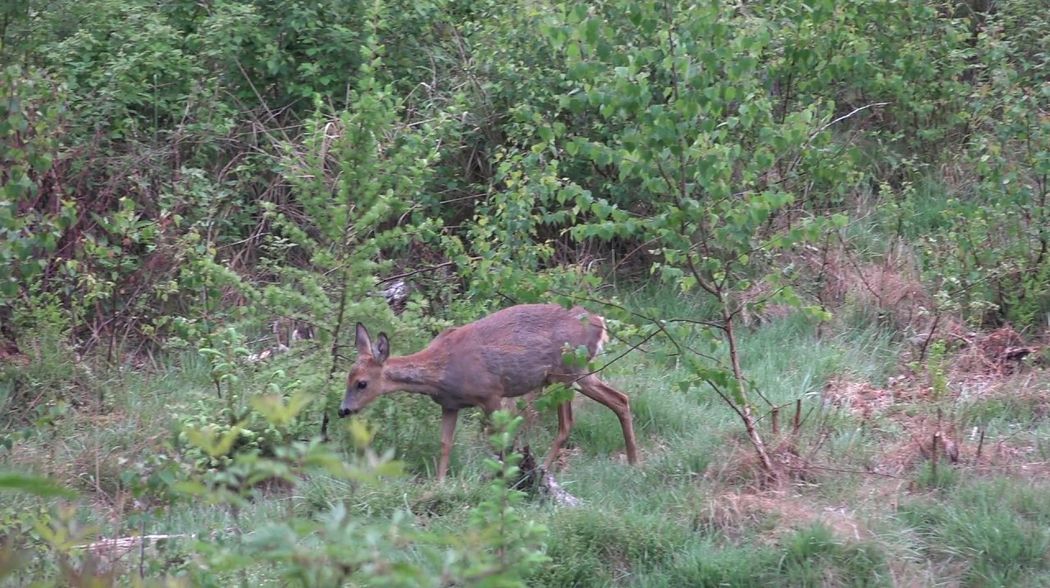 Hunting in may 2017 - Ansitzjagd im Mai - Rotwild, Rehbock - Red deer, roe bucks