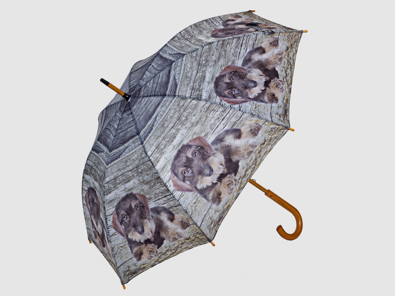 Regenschirm Rauhaardackel