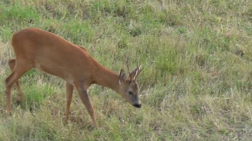 Bockjagd im Juni 2018 - Roebuck Hunting - Bukkejakt