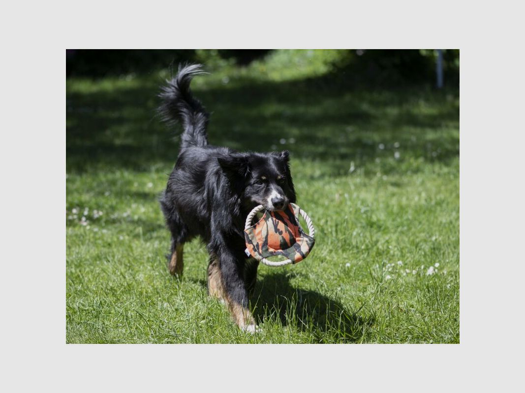 Farm-Land Hunde Frisbee Camo