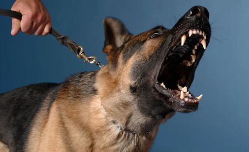 Listenhunde