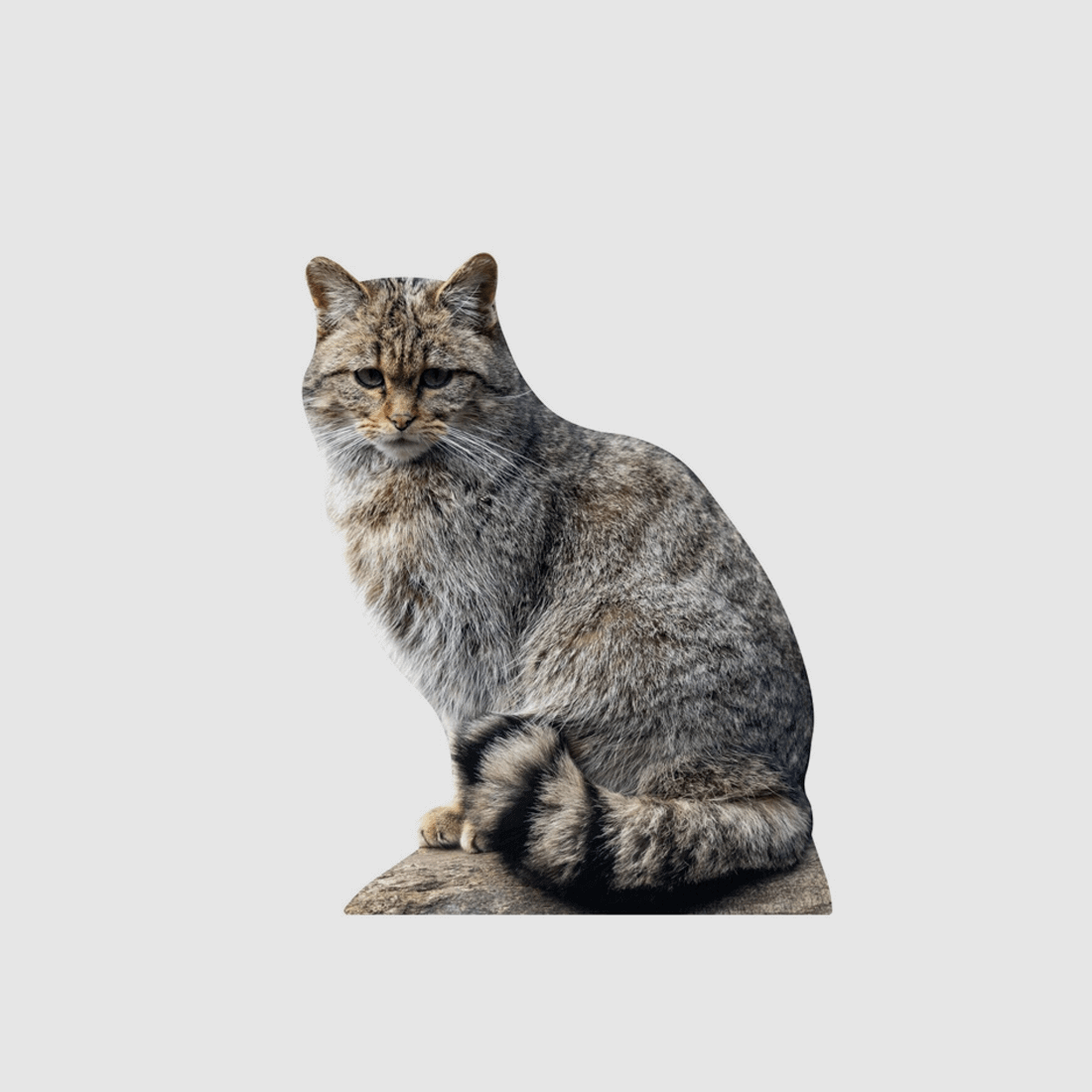 Support pour animaux sauvages