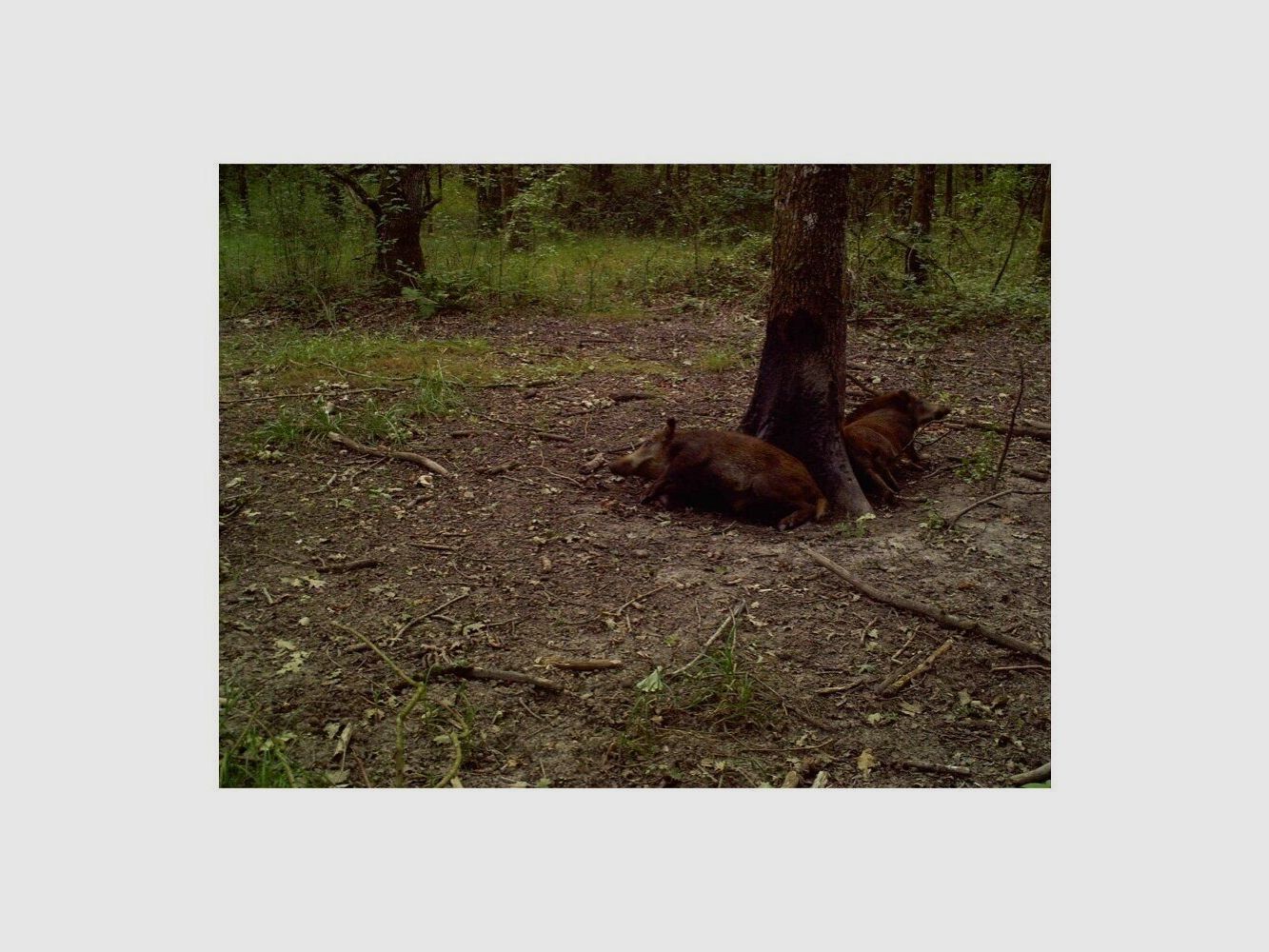 Blackvit Wildschwein-Anlockmittel ganzjährig Blackvit – Patr. 8 Stück., Bild 3 von 3
