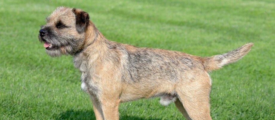 Breed Profile: Border Terrier