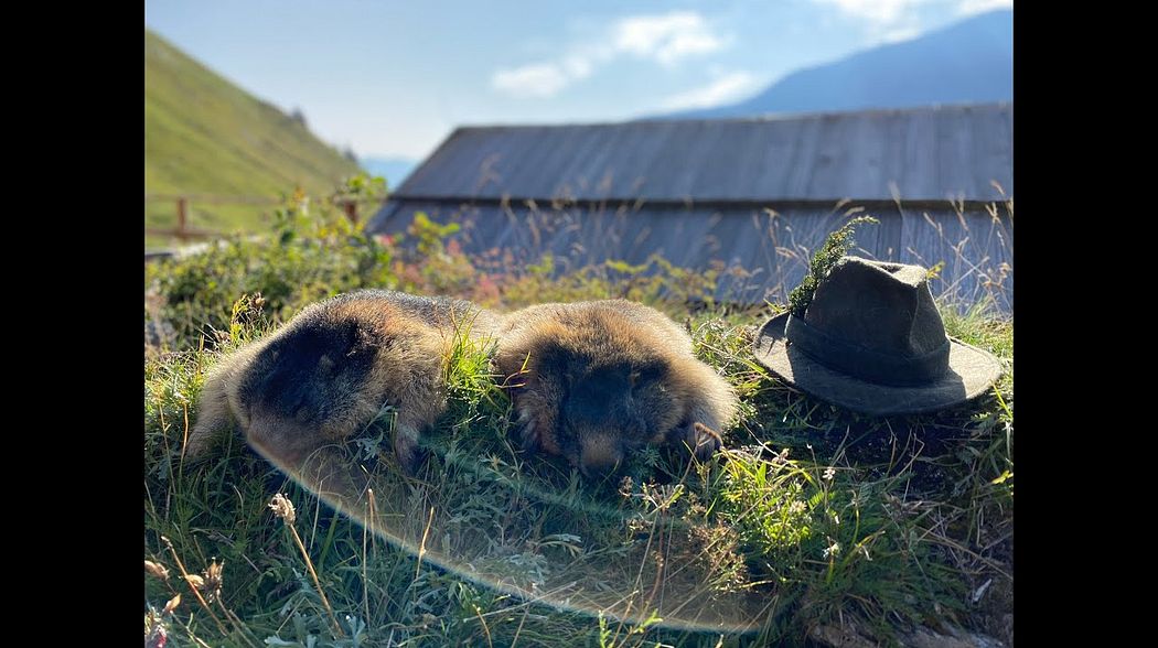 Murmeljagd in den schönen Mölltaler Alpen