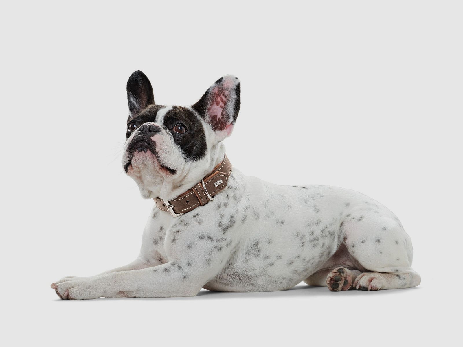 Hunter Halsband Porto