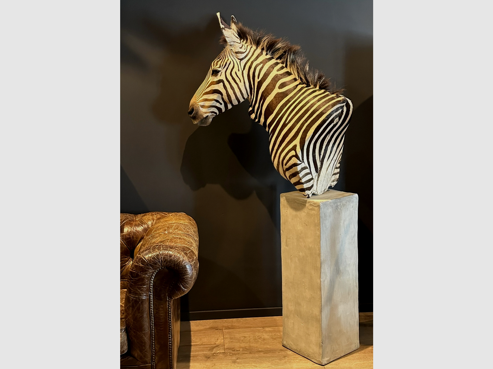 Trophée de zèbre en cape, image 10 sur 15