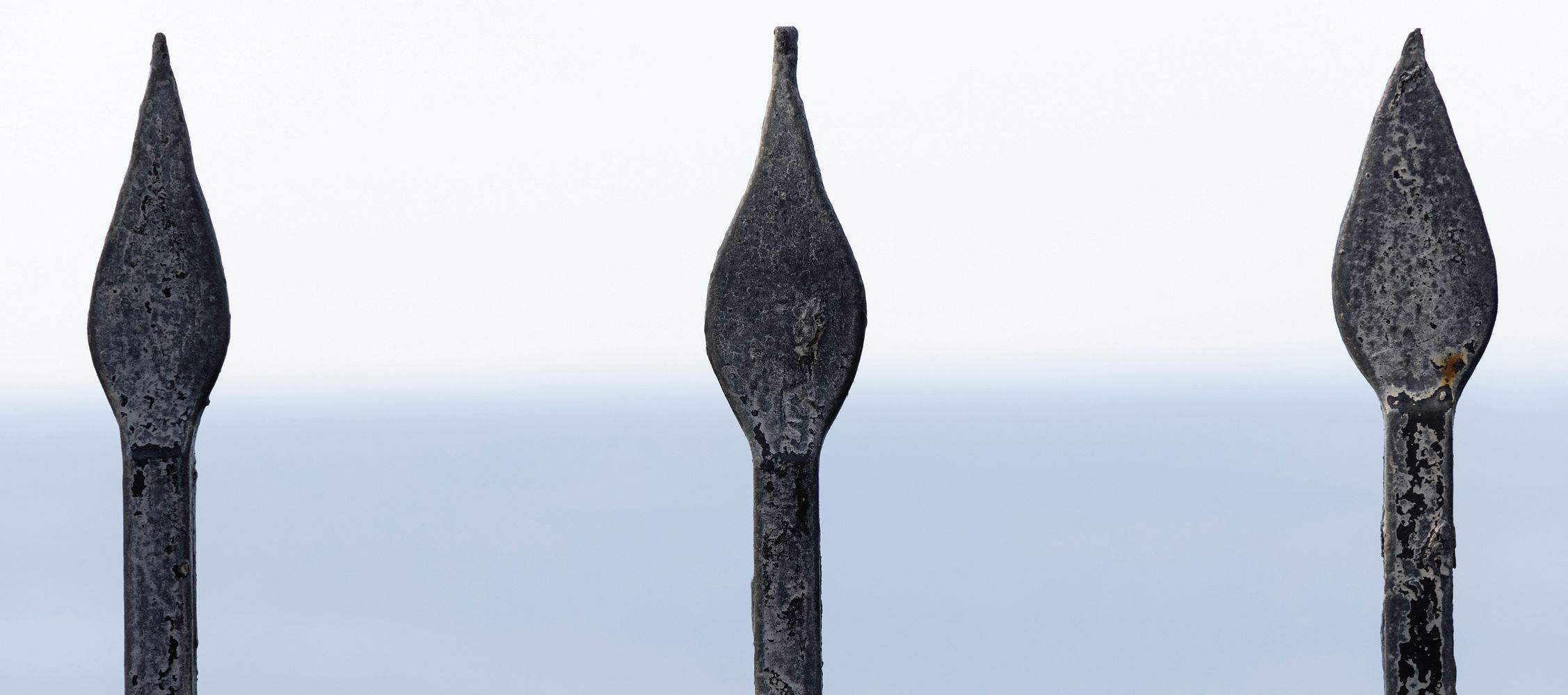 The Saufeder: A History and Its Diverse Uses