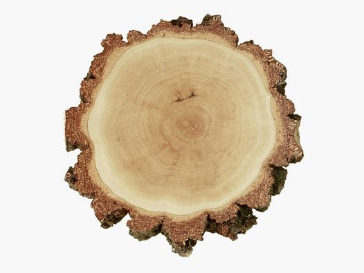 Birch shield round approx. 15cm