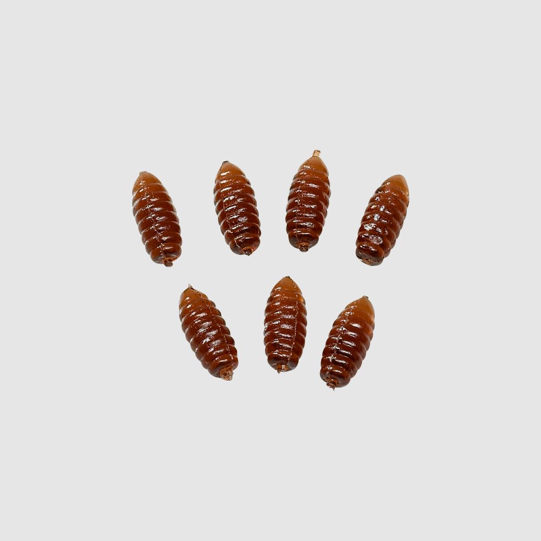 Kogha       Kogha   Premium Lures (künstliche Caster)