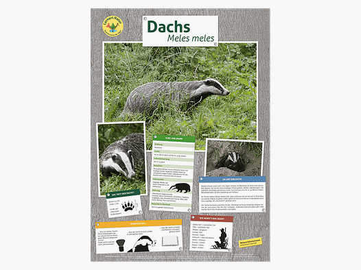 Lieu d'apprentissage nature - Affiche blaireau