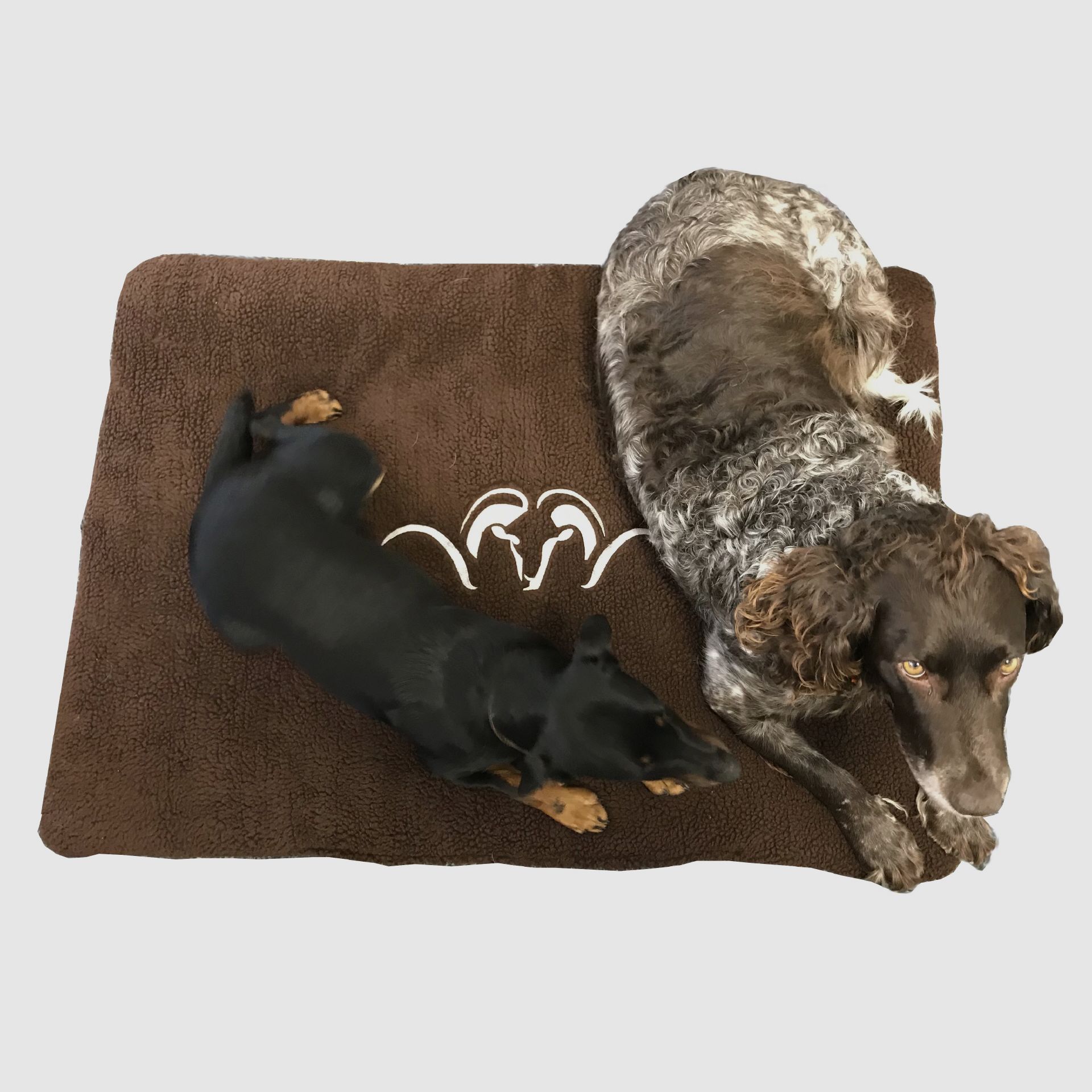 Blaser Hundebett