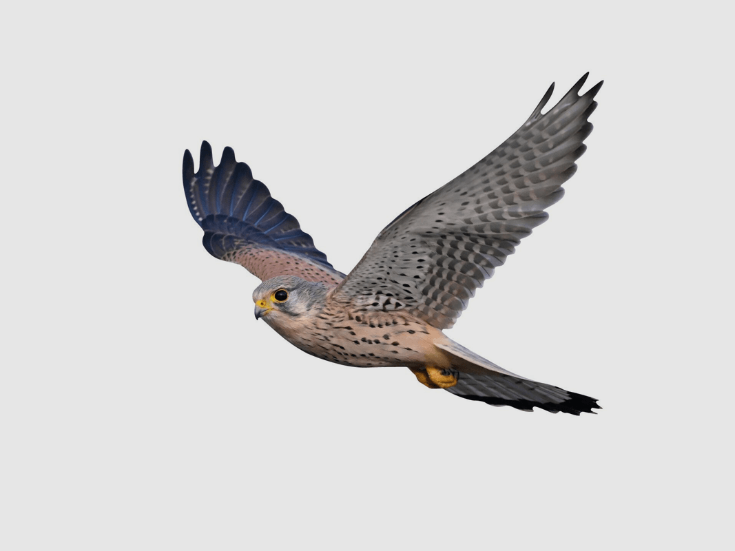 Support animalier Kestrel volant