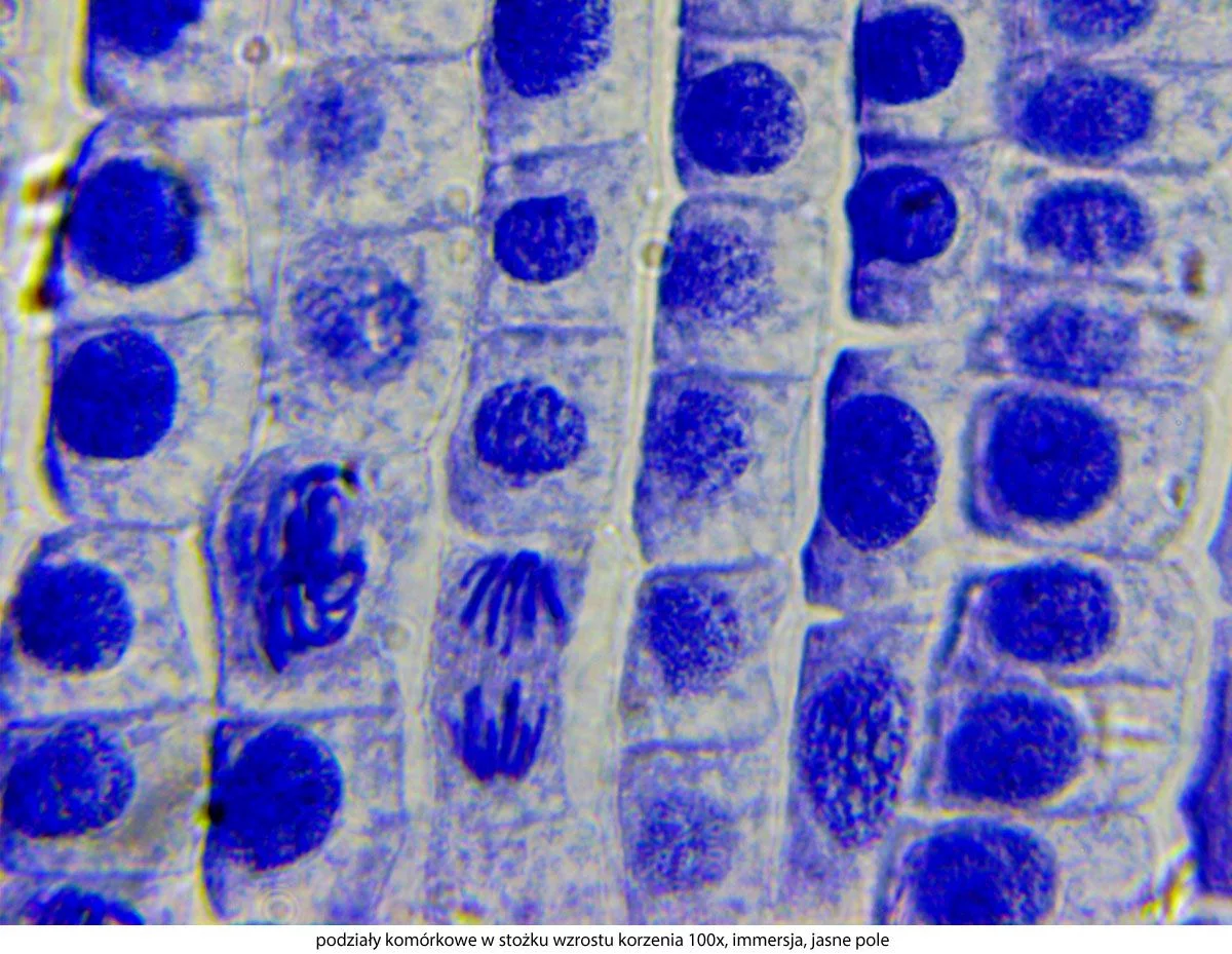 Delta Optical Genetic Pro binoculaire microscoop, afbeelding 42 van 52