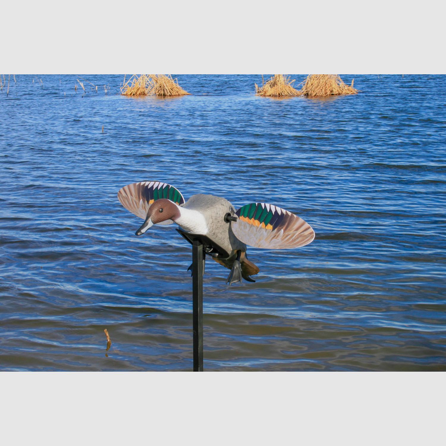 MOJO ES Pintail