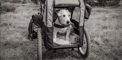 Die besten Transportboxen für Hunde: Eine ausführliche Betrachtung