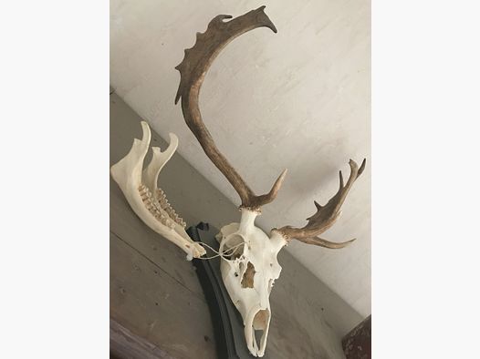 Hirschgeweih /Damhirsch/ Deko