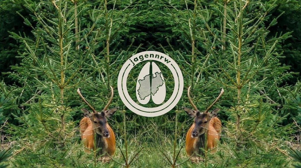 Rotwildjagd im August – Hunt on Demand Free Episode – Auf Kahlwild im Fichtenforst – jagenNRW – HOD