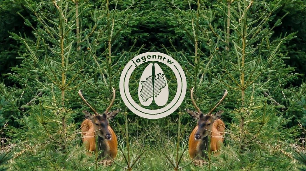 Rotwildjagd im August – Hunt on Demand Free Episode – Auf Kahlwild im Fichtenforst – jagenNRW – HOD