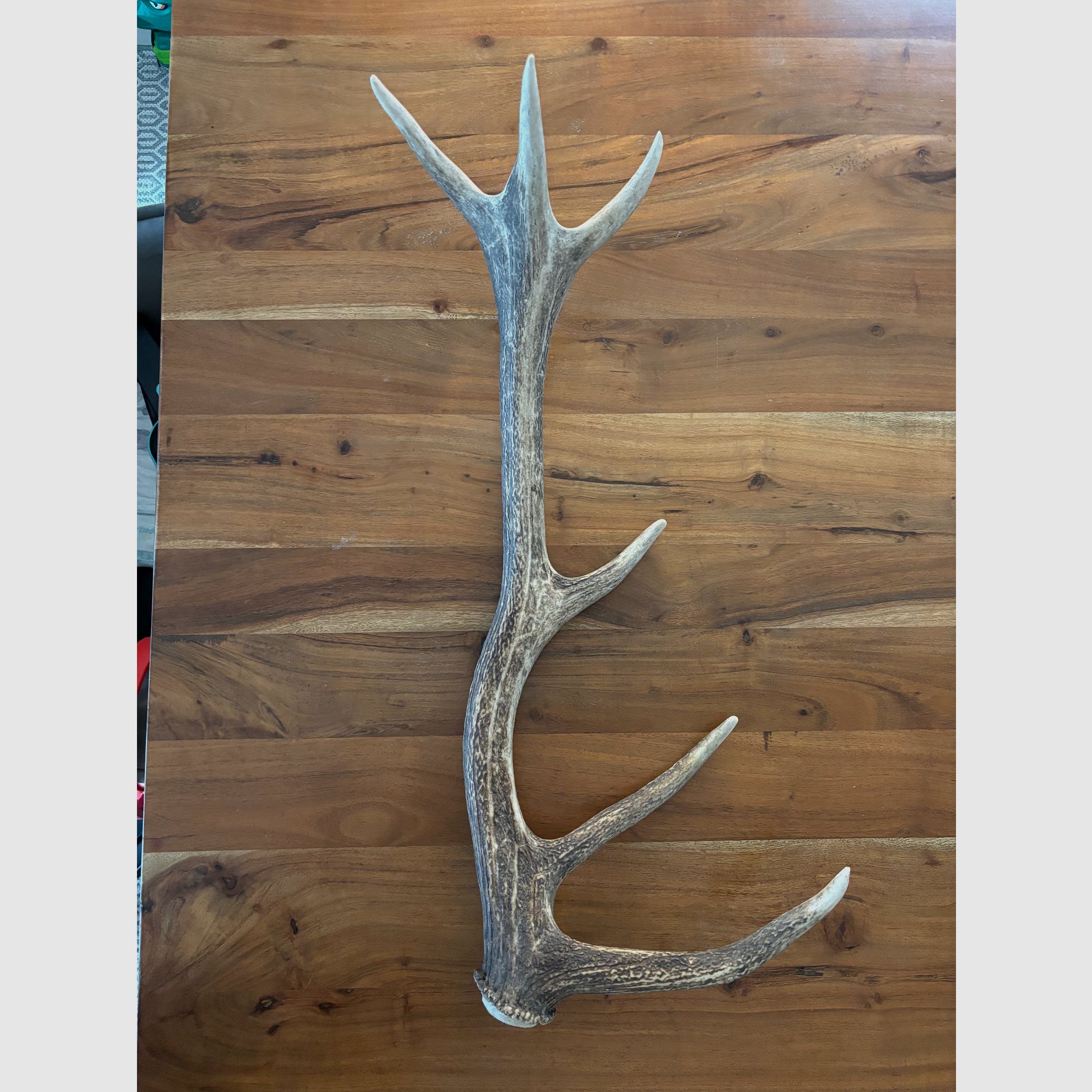 Abwurfstange Rotwild