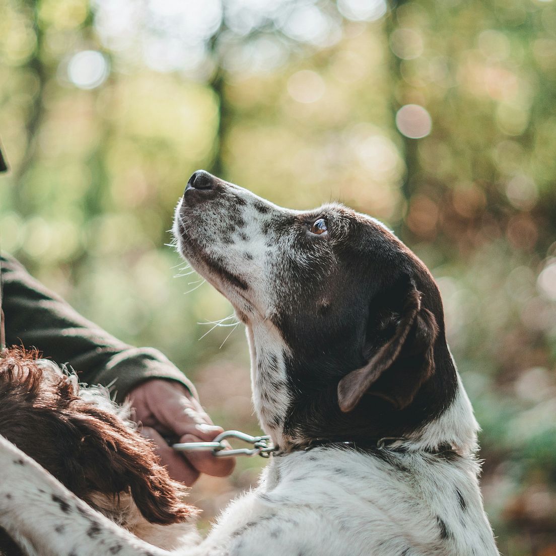 Planung ist alles: So holst du dir den perfekten Jagdhund ins Haus