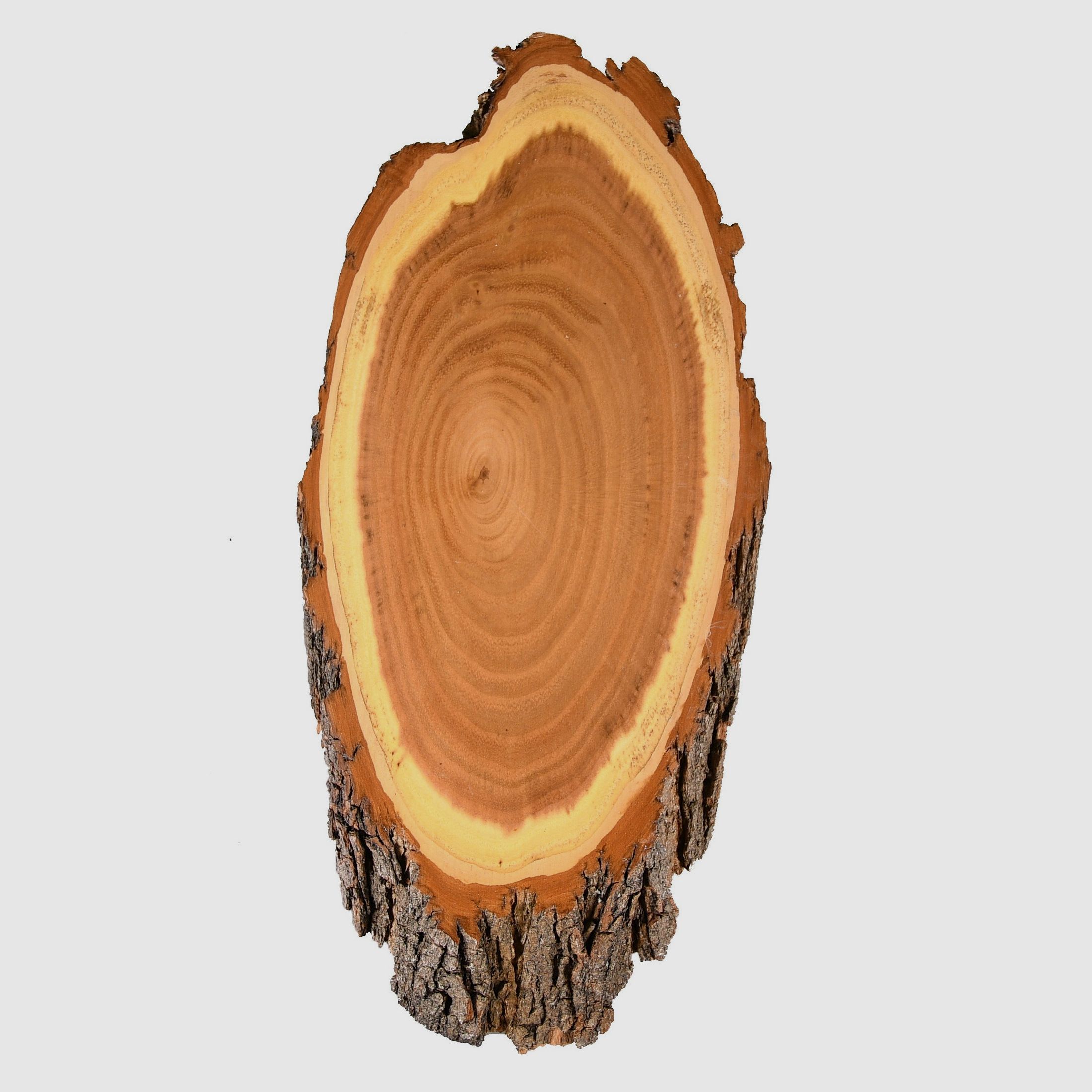 Antler board Roe deer Acacia