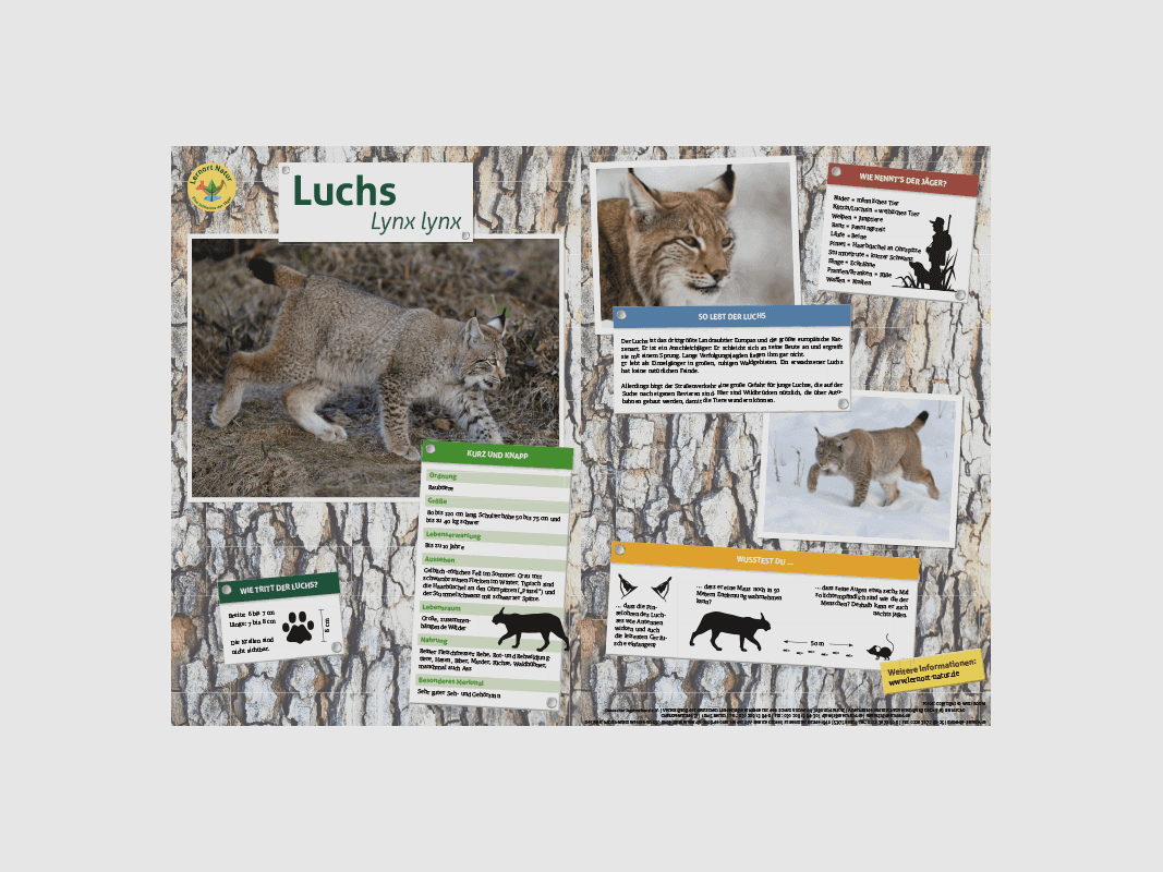 Lernort Natur-Tiertafel DIN A3 Luchs
