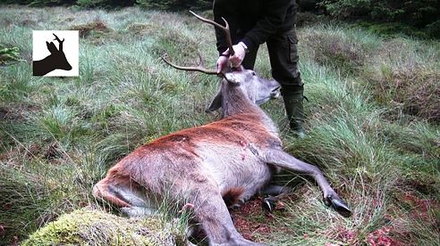 First red stag of the season 2011. Scotland. Deer stalking / hunting / shooting.