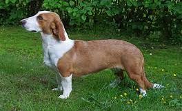 Breed Profile: Drever