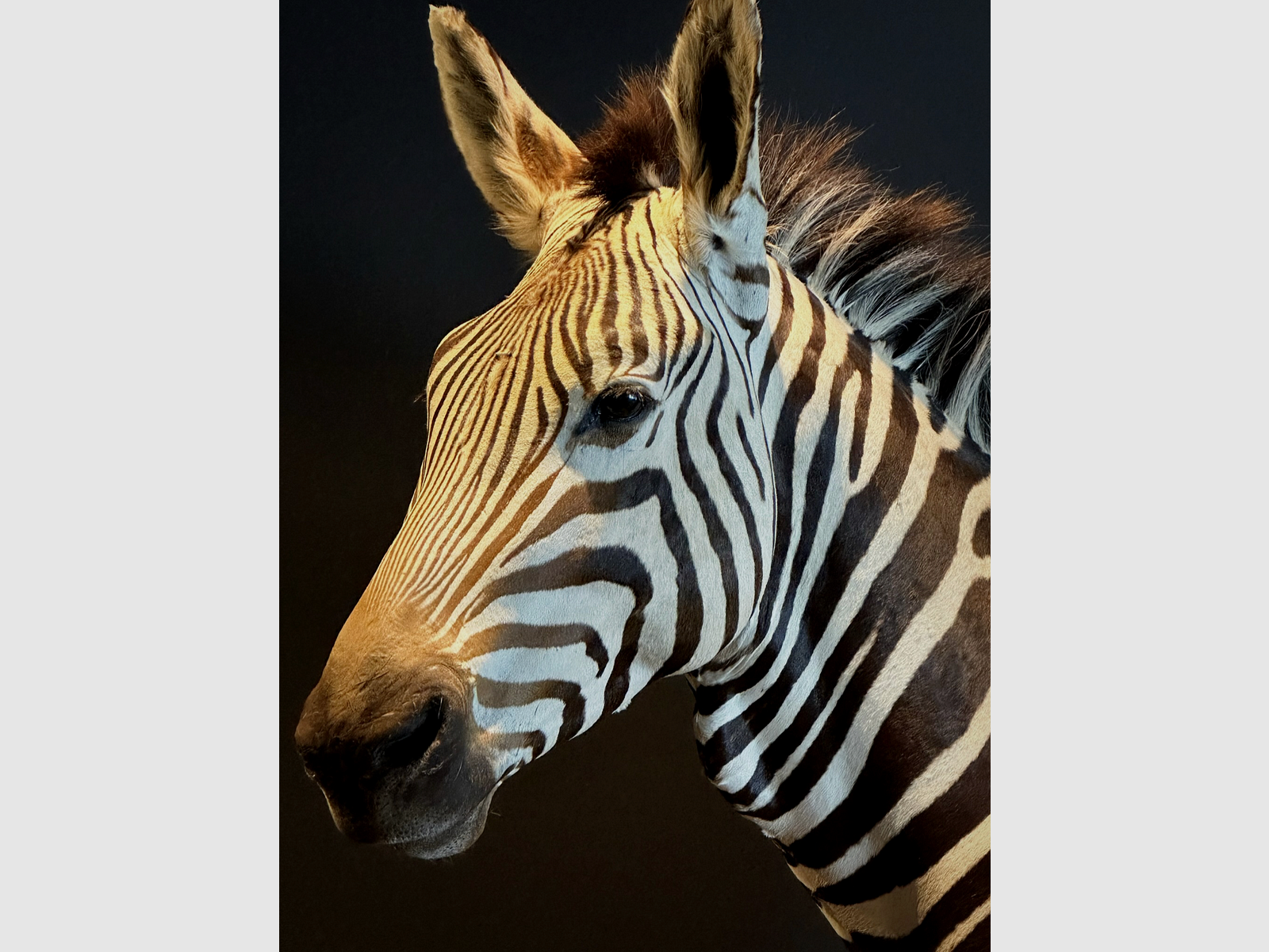 Zebra-Schulterpräparat, Bild 4 von 15