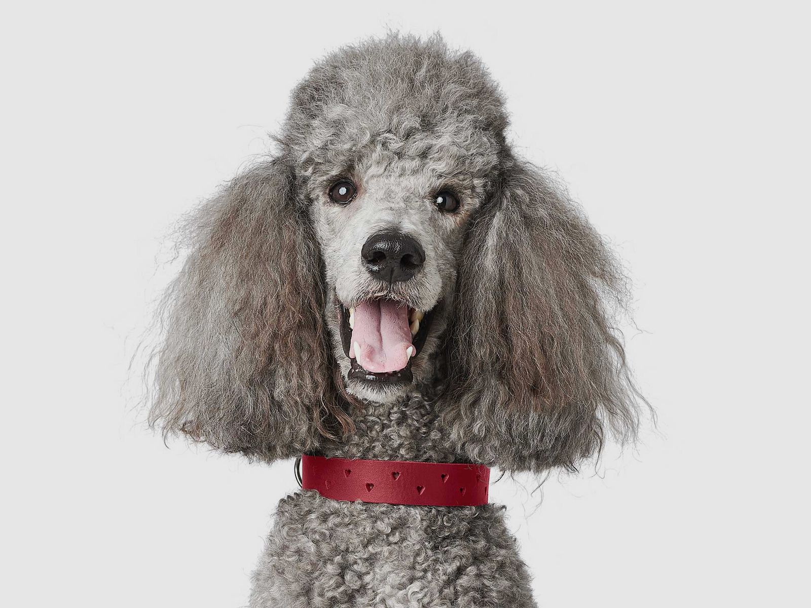 Hunter Halsband Aalborg SOUL