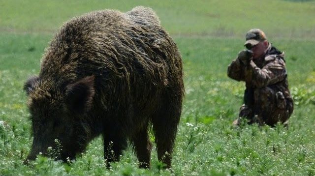 Hunting Giant Wild Boar in Hungary