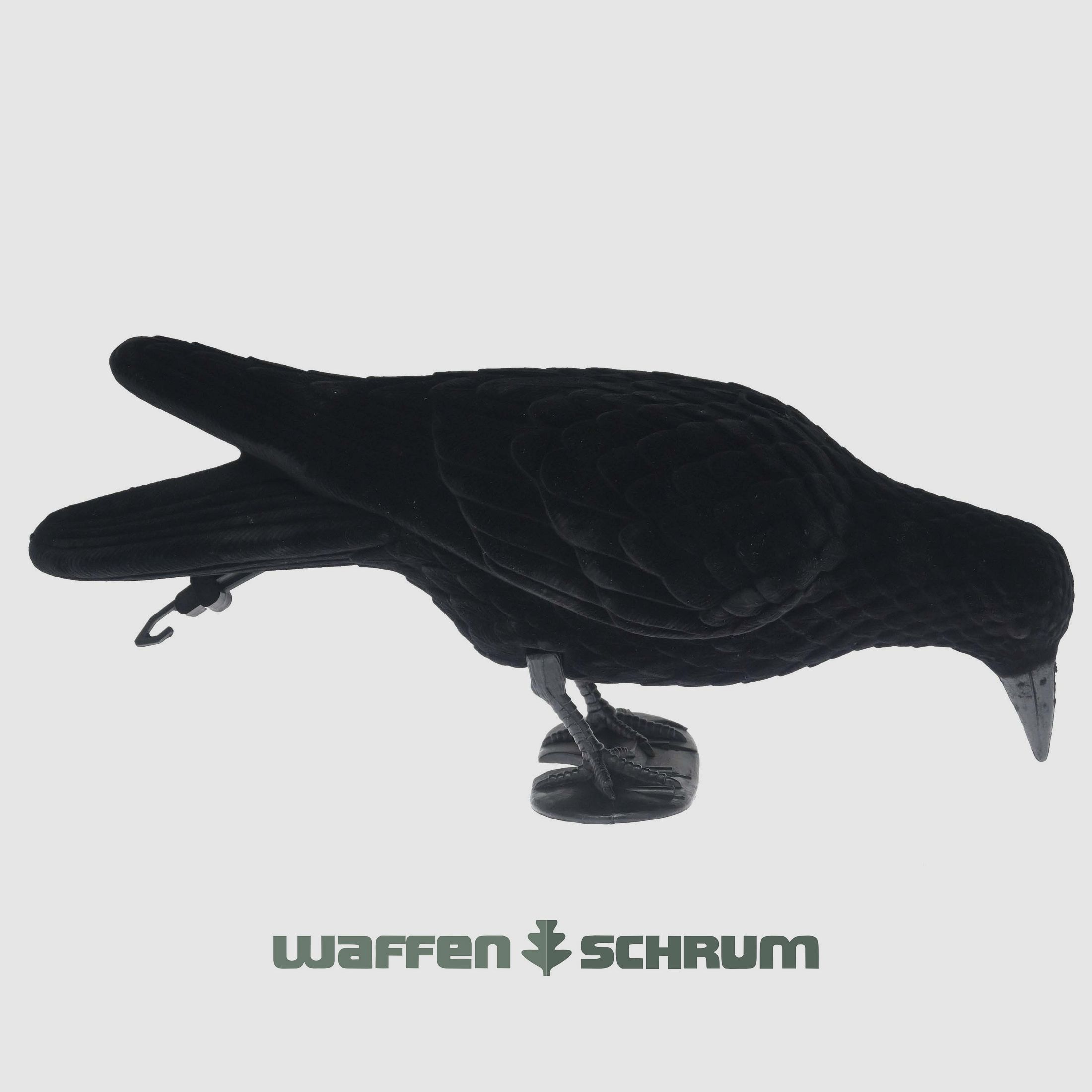 Full-body lock crow flocks pecking