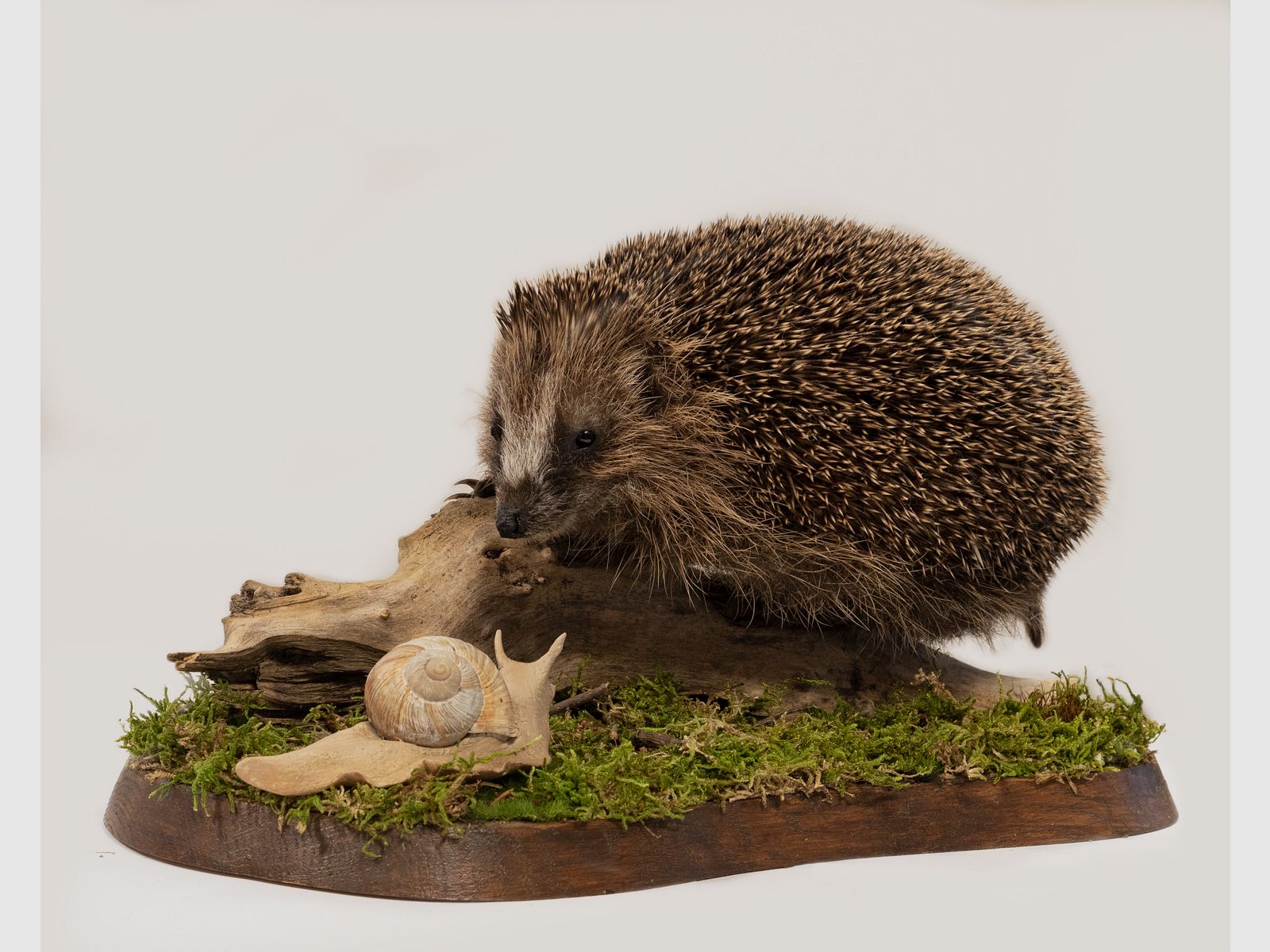 Igel mit Schnecke, Bild 1 von 2