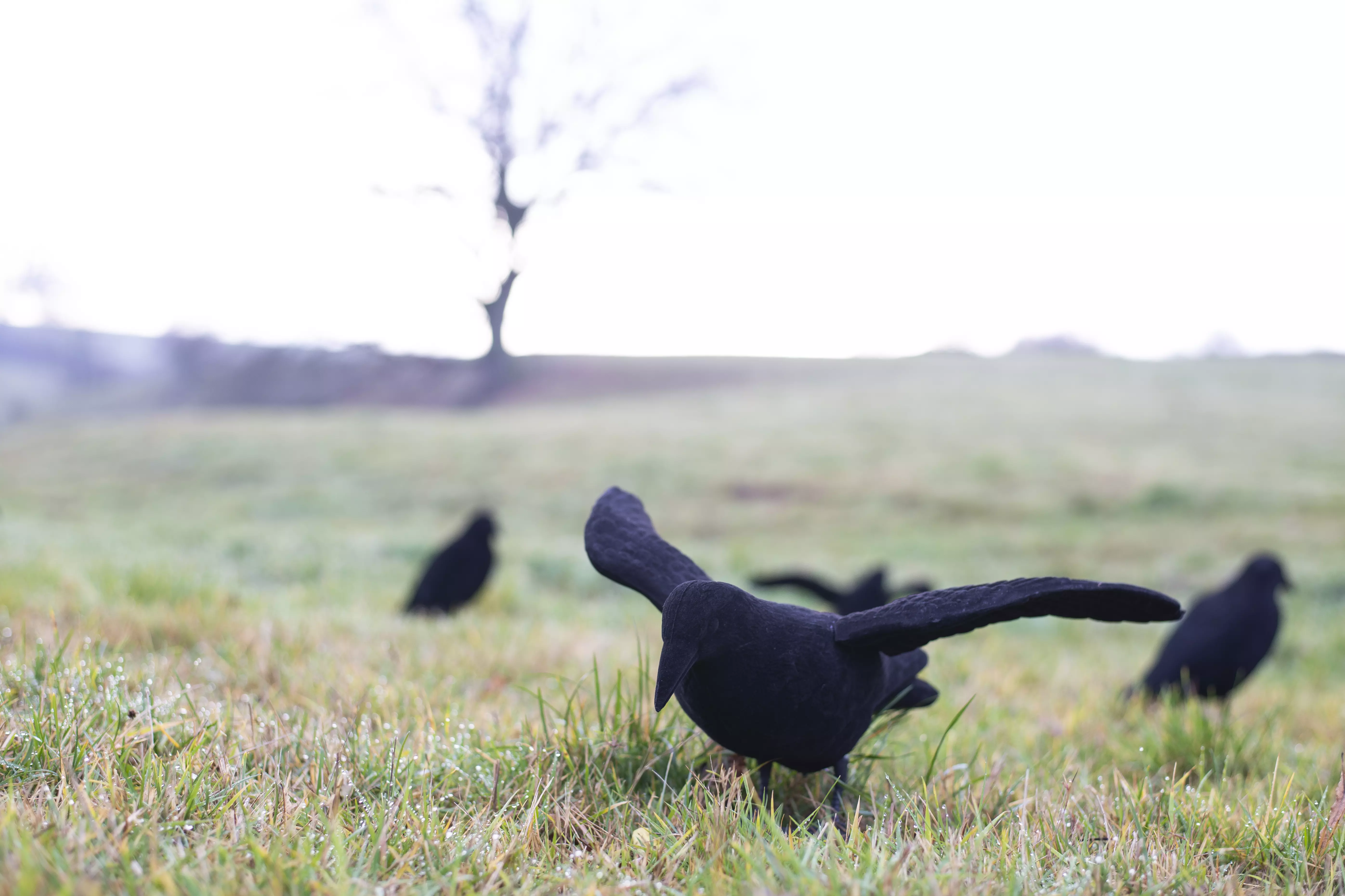 Beflockte Lockkrähe mit Flügeln, Bild 1 von 3